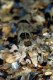 0898-12092009-1082-Callionymus_lyra.jpg